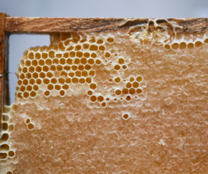 Căpăceala – un adevărat medicament, realizat de albine în farmacia stupului